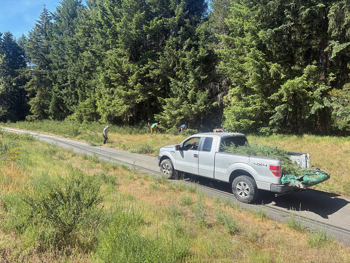Scotch Broom Removal Day Programming June 1 2026