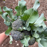 Broccolini - Image 2