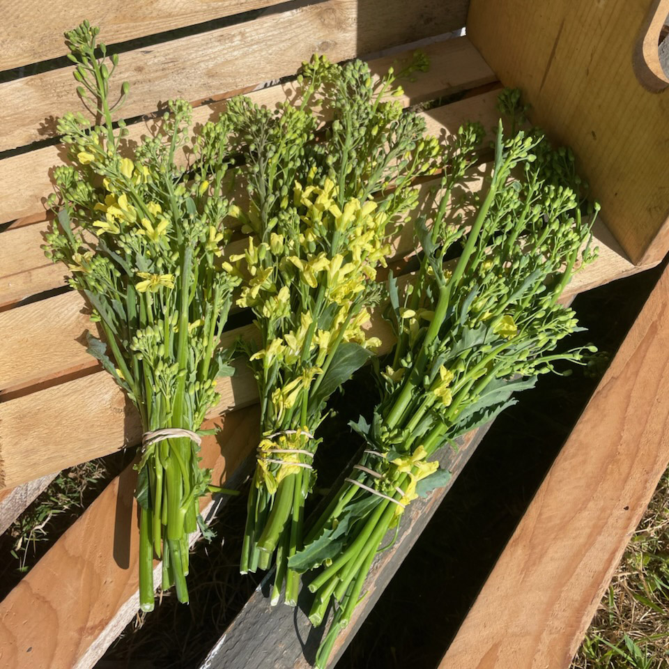 Brassica Raab