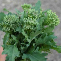 Broccolini