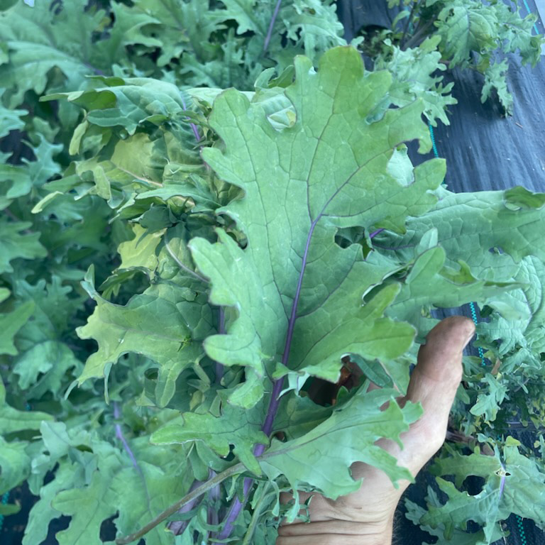 Kale, Purple & Green