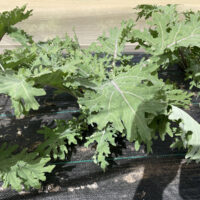 Kale, Red Russian