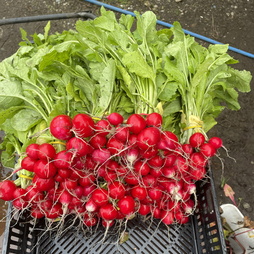 Radish, Bunch