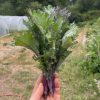 Kale, Red Russian - Image 2