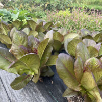 Romaine, Speckle, Green or Red