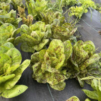 Romaine, Speckle, Green or Red - Image 2