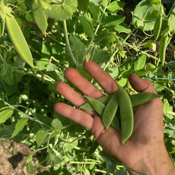 Snap Peas