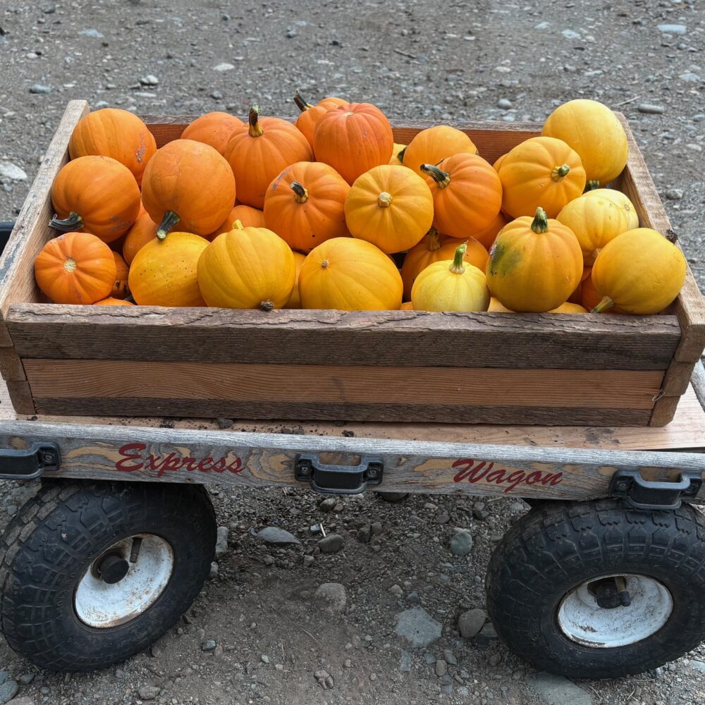 Squash, Golidlocks Acorn