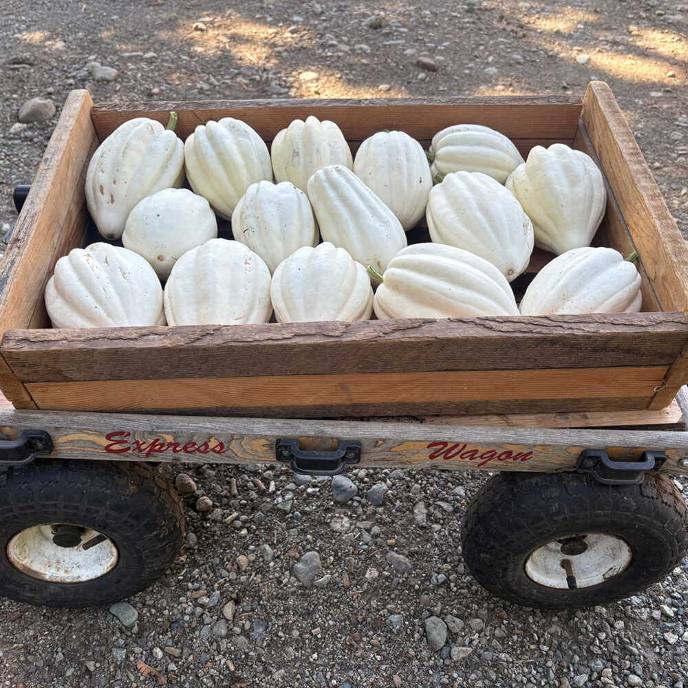 Squash, Mashed Potato Acorn