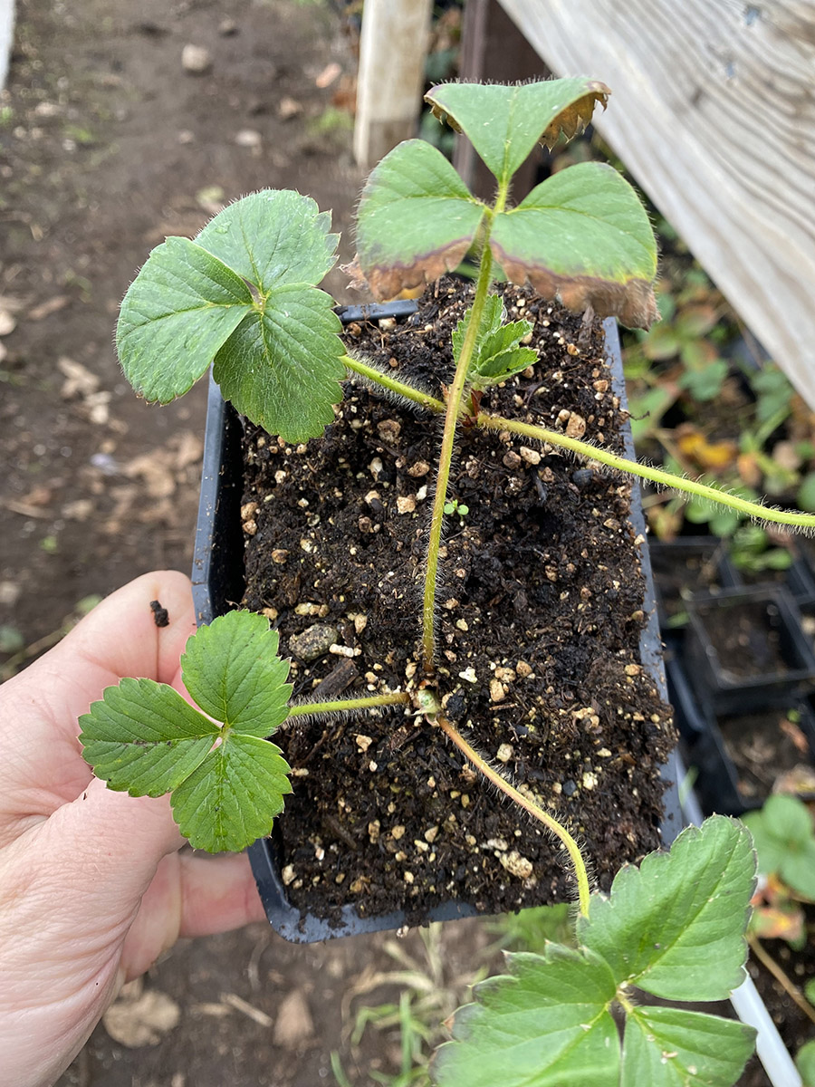 Starter – Strawberry Plants – Port Alberni Shelter Society