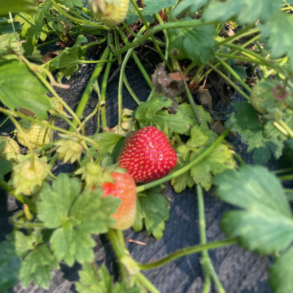 Strawberries