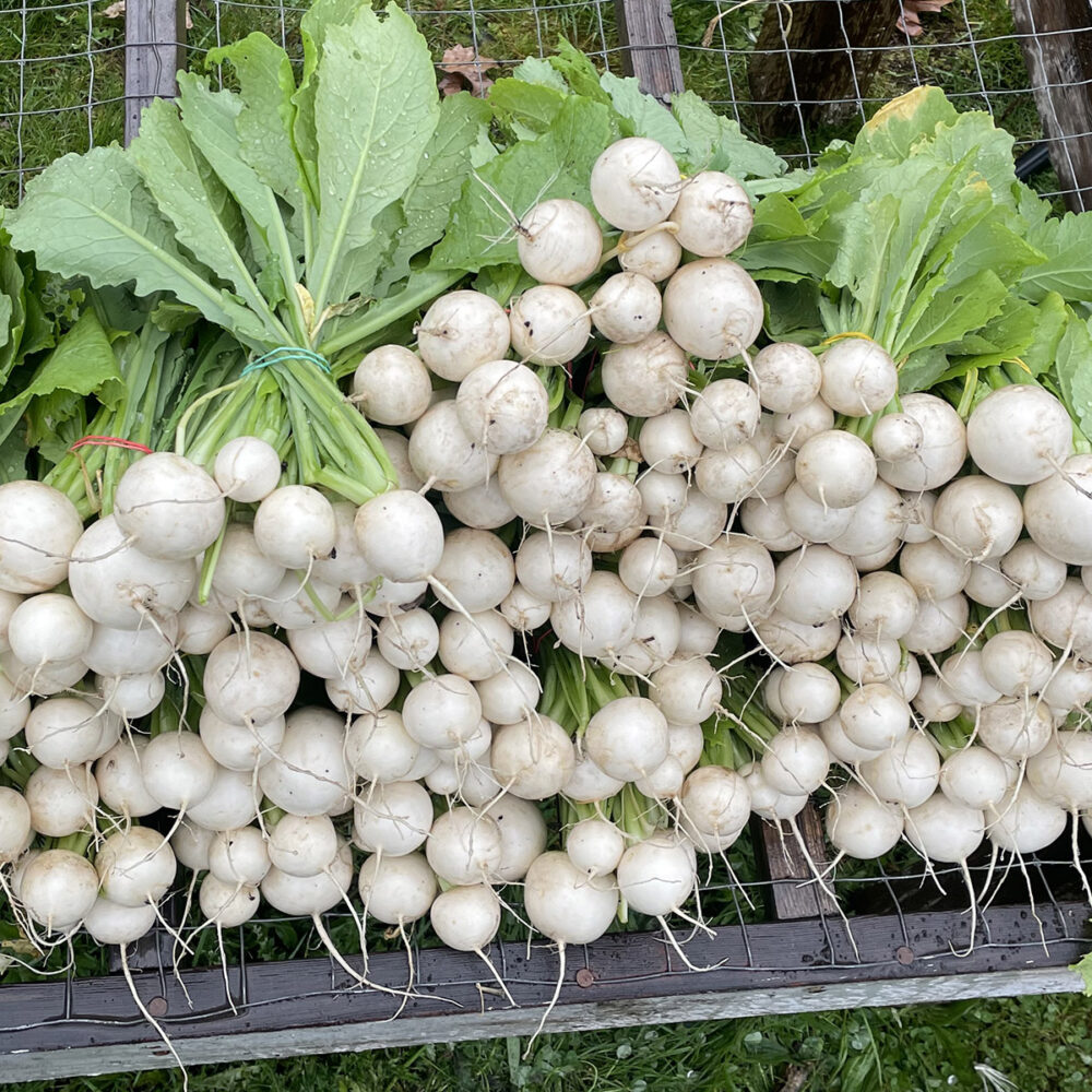 Turnips, Hakurei